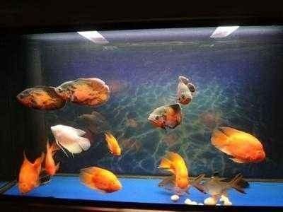 三湖慈鯛可以和龍魚混養嗎（三湖慈鯛和龍魚混養可行嗎？）