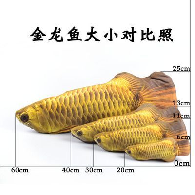 金龍魚30厘米的表現(xiàn)（30厘米的金龍魚在形態(tài)、生活習(xí)性、飼養(yǎng)注意事項(xiàng)上有一定的表現(xiàn)）