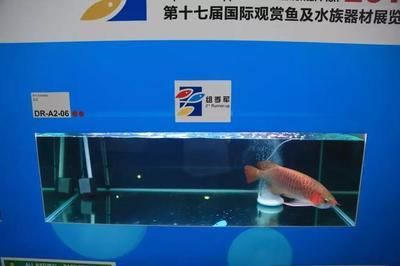 龍魚(yú)比賽評(píng)分標(biāo)準(zhǔn)：龍魚(yú)比賽的評(píng)分標(biāo)準(zhǔn)