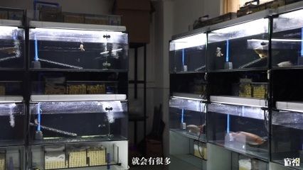中國(guó)最貴的紅龍魚多少錢：中國(guó)最大的龍魚批發(fā)市場(chǎng)