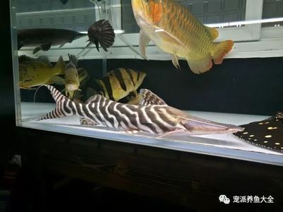 斑馬鴨嘴和龍魚混養好嗎：關于斑馬鴨嘴魚和龍魚混養的問題