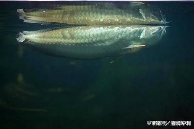 銀龍魚身上白點是什么樣（銀龍魚身上的白點是怎么回事）