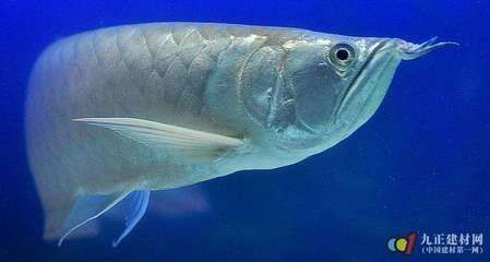 銀龍魚身上白點是什么樣（銀龍魚身上的白點是怎么回事）
