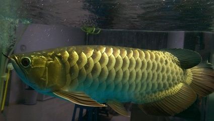 龍魚一般多少錢一條：龍魚價格因品種、品相、品相、地區等多種因素而異