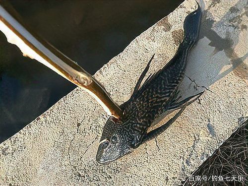 南寧廣龍魚