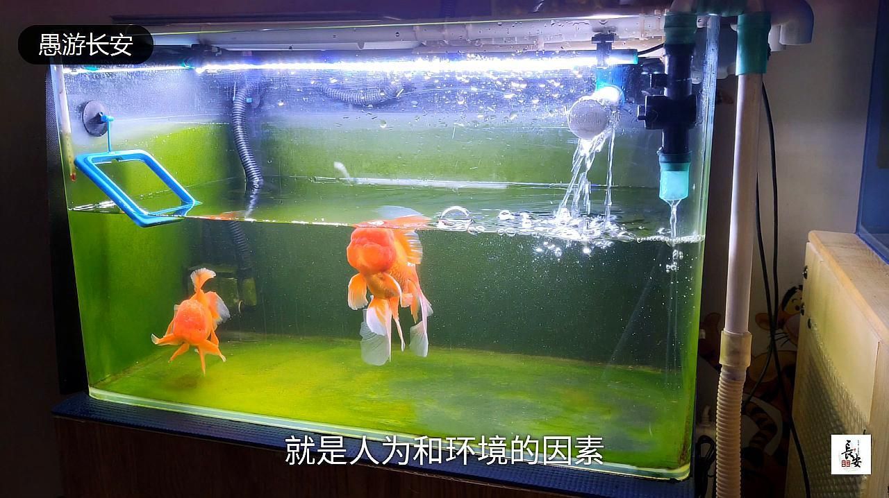 如何判斷哪些食物對魚鰭充血有害？