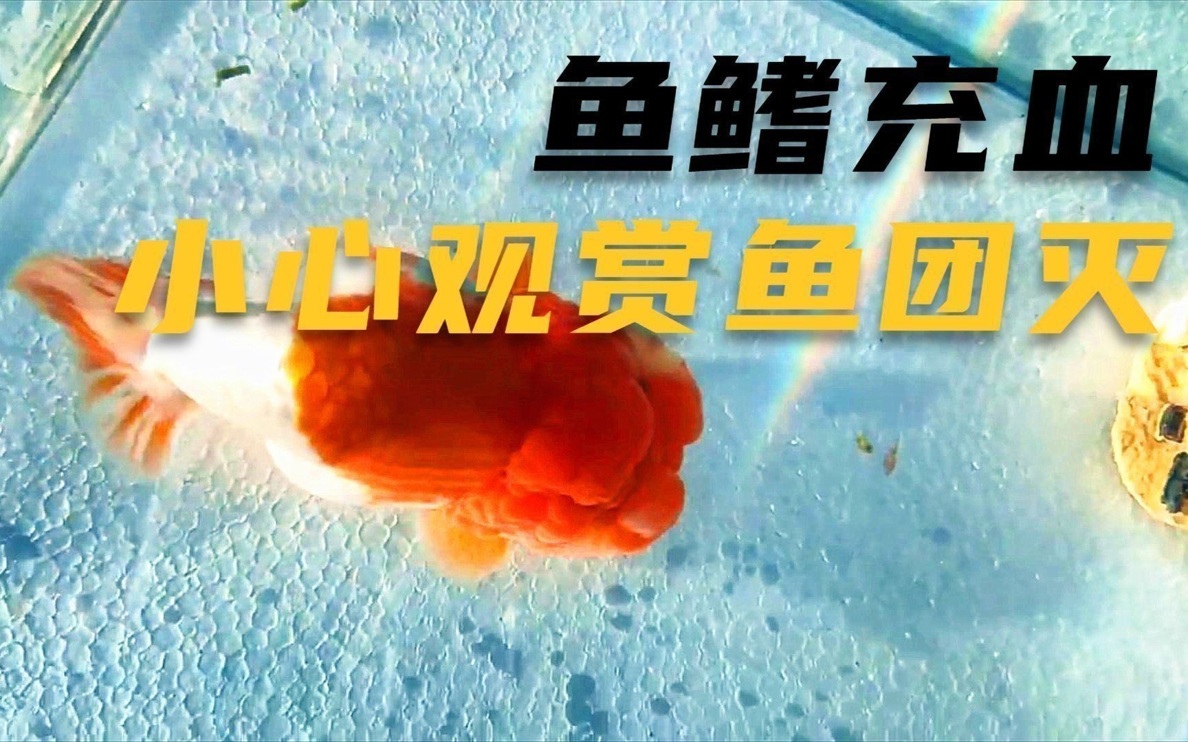 如何判斷哪些食物對魚鰭充血有害？
