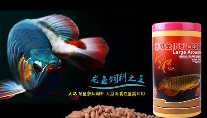 龍魚和七星刀哪個好養活：七星刀魚和龍魚哪個好養活