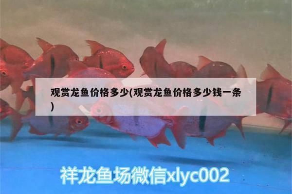 龍魚價格多少一條：龍魚的價格因種類、體型、體型、顏色和健康狀況等因素而異