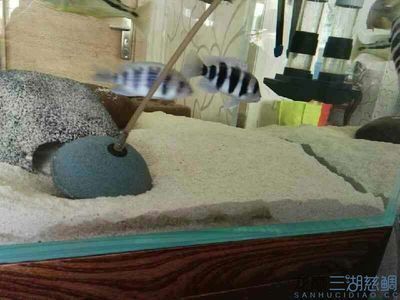 龍魚價格多少一條：龍魚的價格因種類、體型、體型、顏色和健康狀況等因素而異