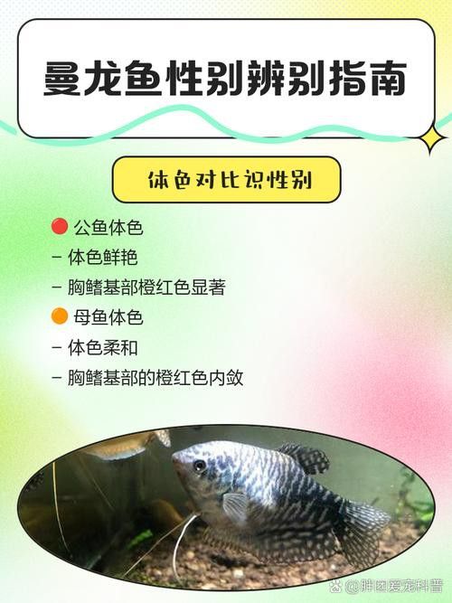 孔雀魚和曼龍魚哪個好養活