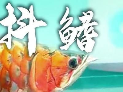 龍魚眼白膜如何治療好：龍魚眼白膜如何治療？