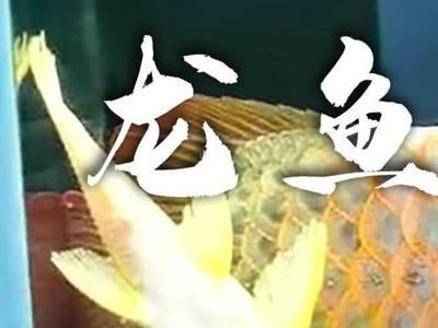 龍魚眼白膜如何治療好：龍魚眼白膜如何治療？