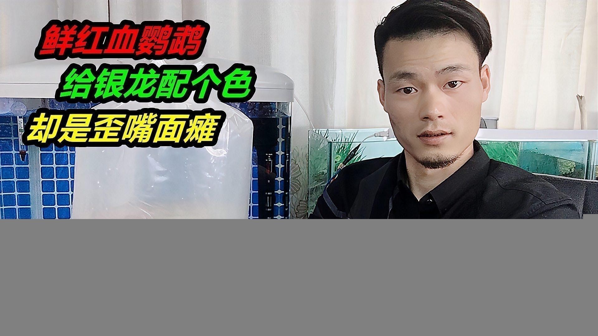 銀龍魚苗圖片欣賞視頻大全