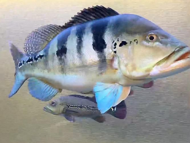 藍帆五間魚圖片