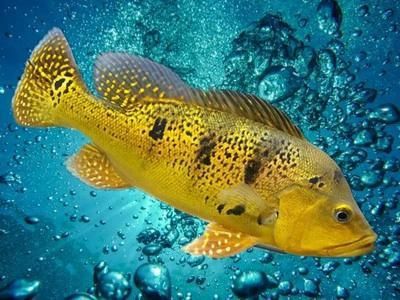 藍帆五間魚圖片