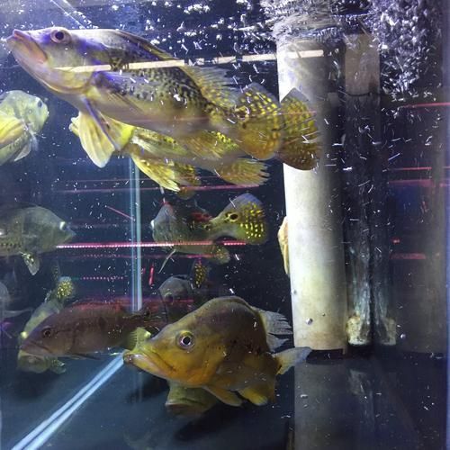 藍帆五間魚圖片