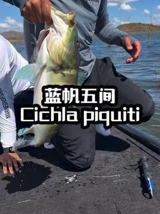 藍帆五間魚圖片