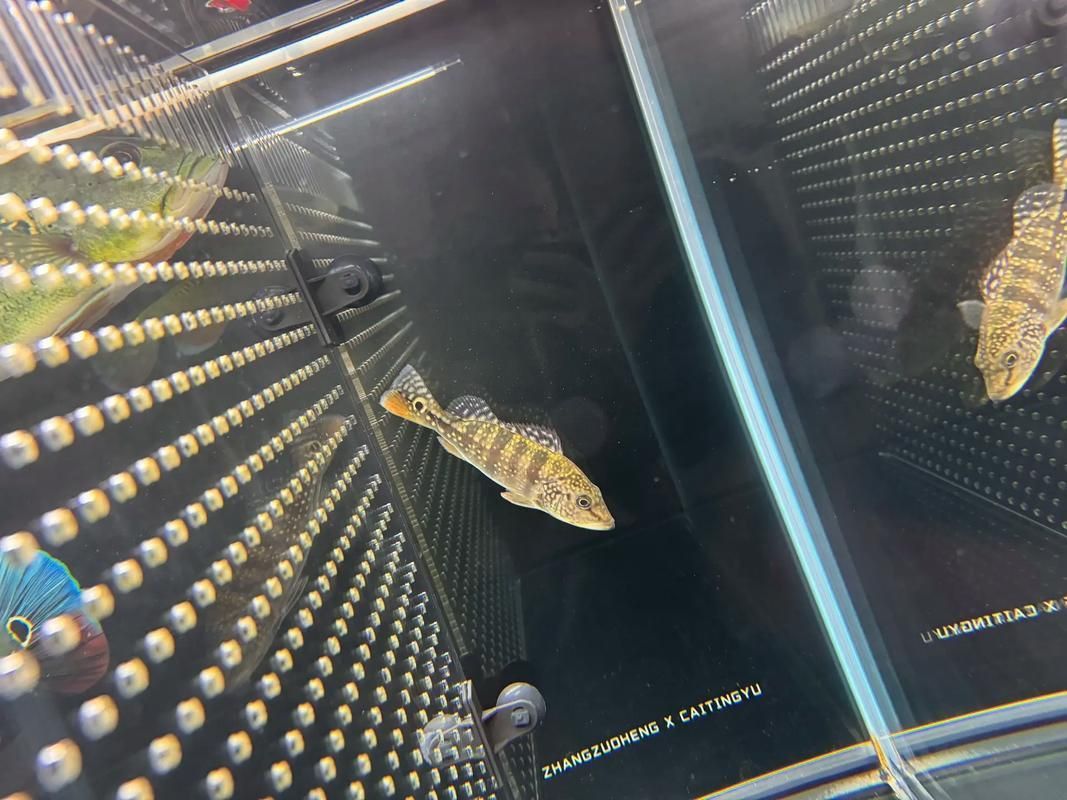 藍帆五間魚圖片