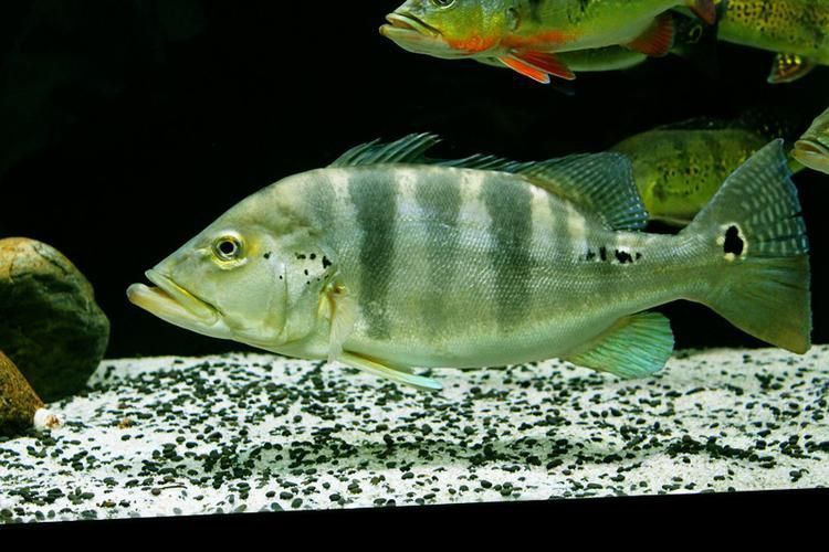 藍帆五間魚圖片
