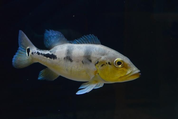 藍帆五間魚圖片