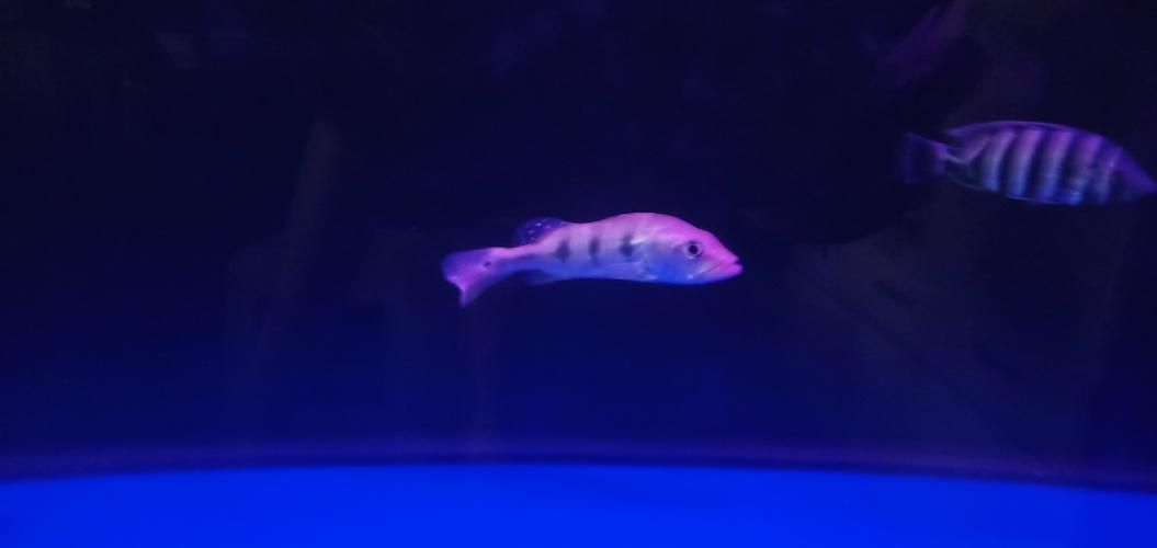 藍帆五間魚圖片