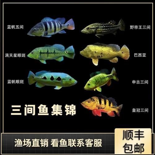 藍帆五間魚圖片