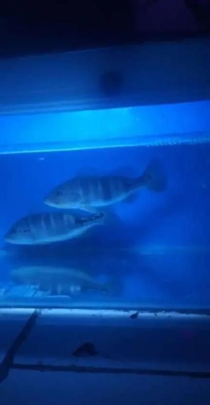 藍帆五間魚圖片