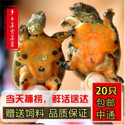 土龍魚功效與作用（利尿消腫,祛風止痛,活血化瘀,抗腫瘤）
