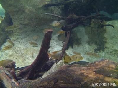 土龍魚功效與作用（利尿消腫,祛風止痛,活血化瘀,抗腫瘤）