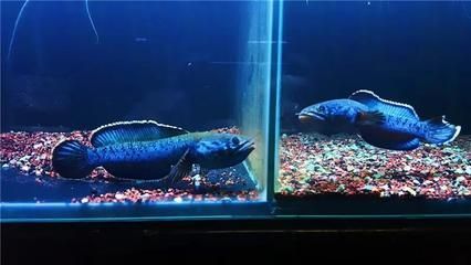 雷龍魚排行榜最新，海象有幾分相品種，但此魚只有尾柄，處有眼魚斑