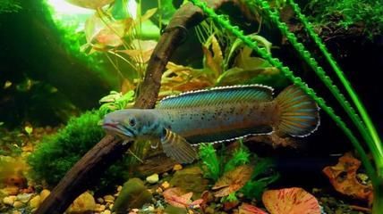 雷龍魚排行榜最新，海象有幾分相品種，但此魚只有尾柄，處有眼魚斑