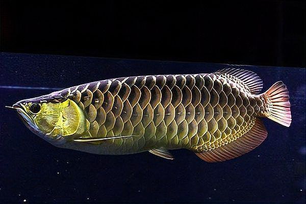 過背金龍魚養殖技巧分享