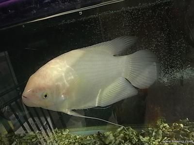 超大龍魚欣賞（如何欣賞超大的龍魚？）