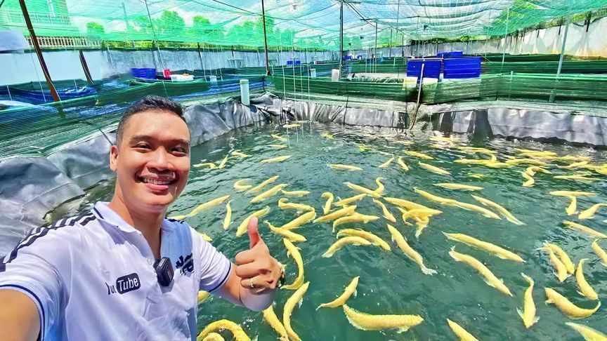 金龍魚棲息地