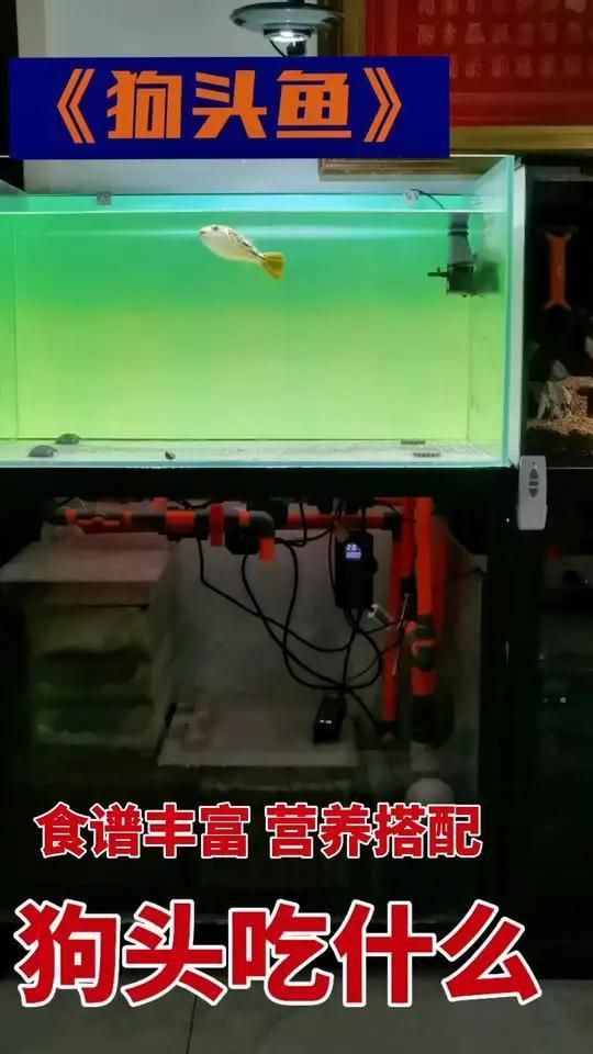 奈及利亞紅圓點(diǎn)狗頭魚為什么怎么喂