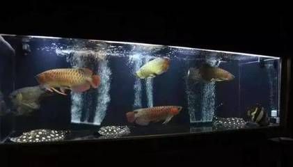 龍魚飄起來了怎么回事：龍魚漂浮時的緊急處理方法