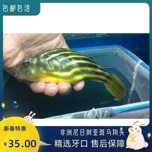 斑馬狗頭魚繁殖餌料選擇指南：斑馬狗頭魚的繁殖餌料營養(yǎng)搭配
