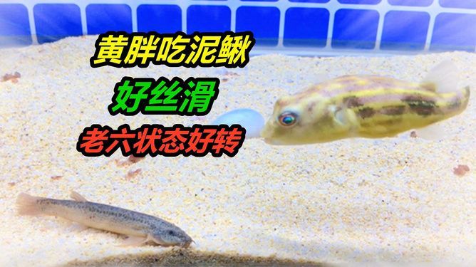 斑馬狗頭魚繁殖餌料選擇指南：斑馬狗頭魚的繁殖餌料營養(yǎng)搭配