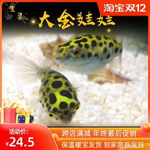 斑馬狗頭魚繁殖餌料選擇指南：斑馬狗頭魚的繁殖餌料營養(yǎng)搭配