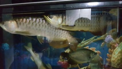 金龍魚尾巴下垂是由于多種原因引起的，金龍魚尾巴下垂能不能固定：金龍魚尾巴下垂是什么原因引起的
