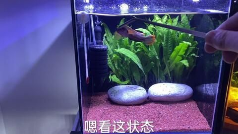 奶茶雷龍魚繁殖方法：奶茶雷龍魚的繁殖方式
