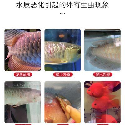 龍魚內外寄檢疫，龍魚內外寄檢疫常見病原體識別龍魚檢疫常見病原體識別