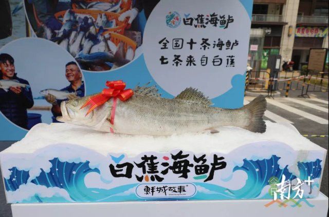 哪些人群適合食用海龍魚？