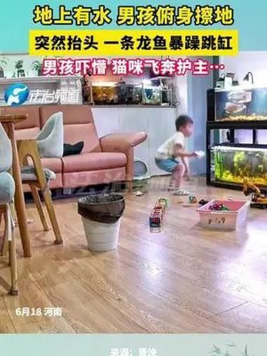 如何訓(xùn)練龍魚和貓和平共處？