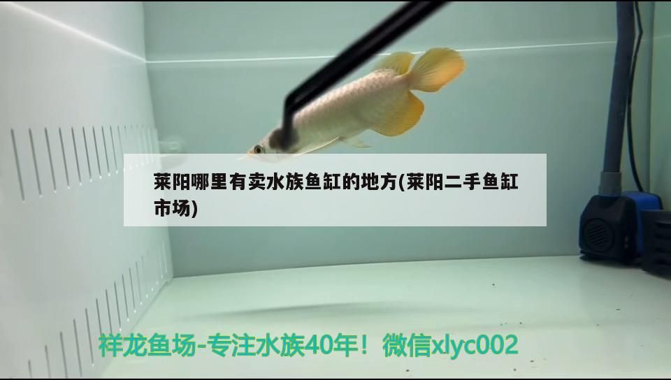 萊陽(yáng)哪里有賣水族魚缸的地方(萊陽(yáng)二手魚缸市場(chǎng))