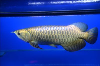 金龍魚缸換水的正確方法是什么，金龍魚缸換水的正確方法