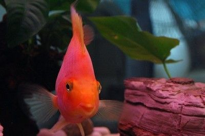 紅龍魚養幾條最招財（紅龍魚養幾條最招財龍魚養幾條最招財龍魚養幾條最招財）