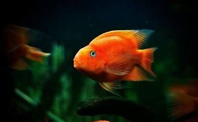 紅龍魚養幾條最招財（紅龍魚養幾條最招財龍魚養幾條最招財龍魚養幾條最招財）