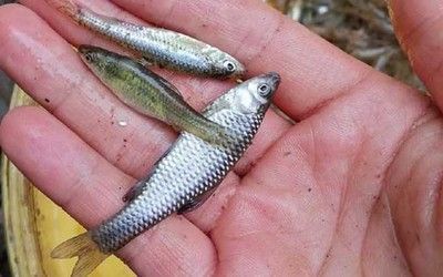龍魚吃的麥穗要清理內(nèi)臟嗎：喂給龍魚的麥穗魚是否需要去內(nèi)臟？